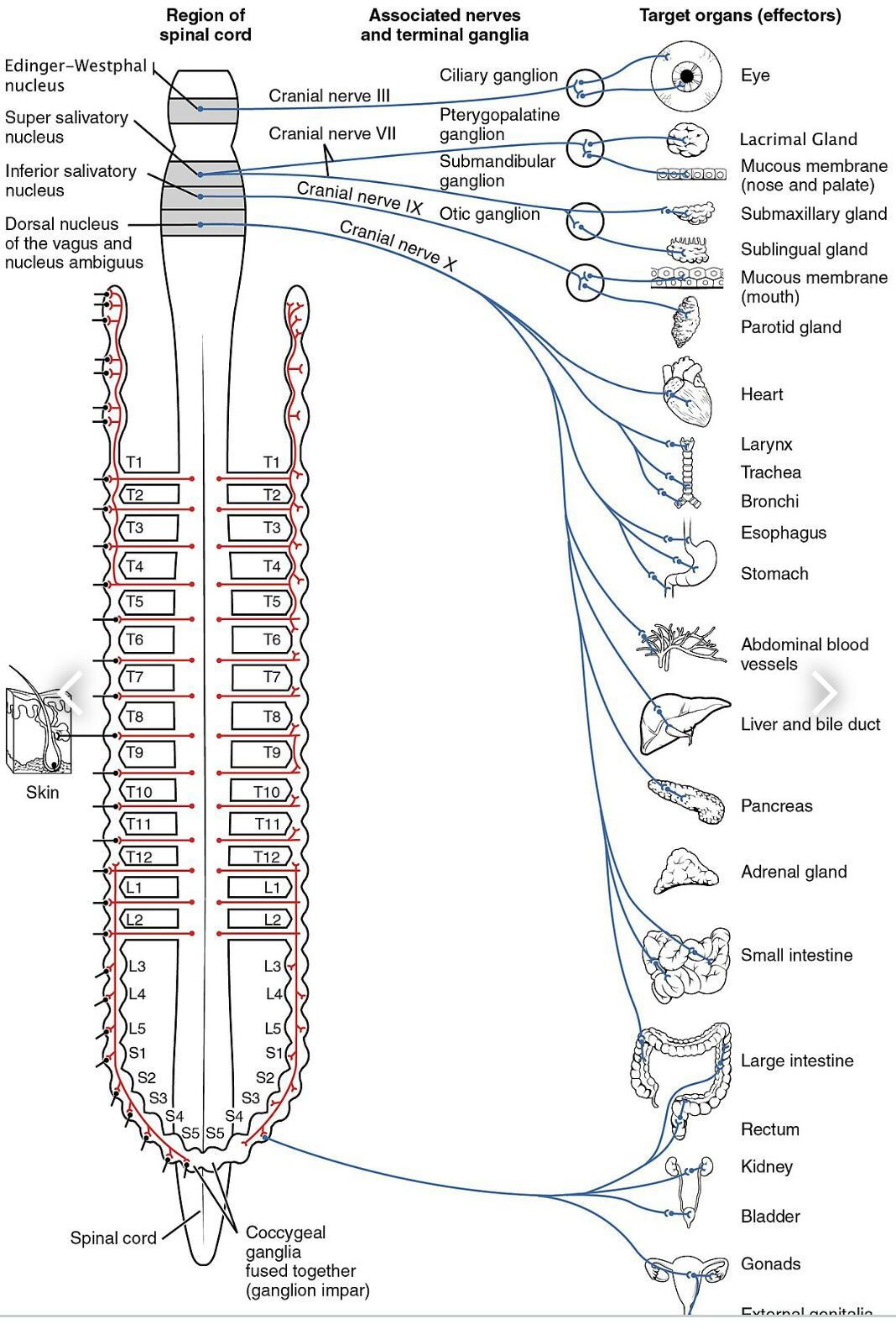 the Parasympathetic Nervous System.... - MEDizzy