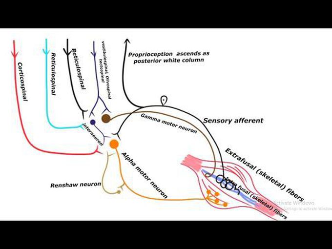 Spinal Cord:Types of motor neurons