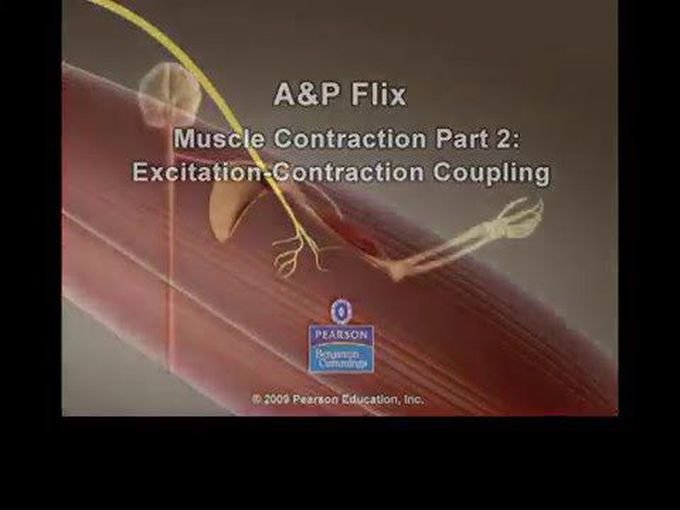 Excitation Contraction Coupling
