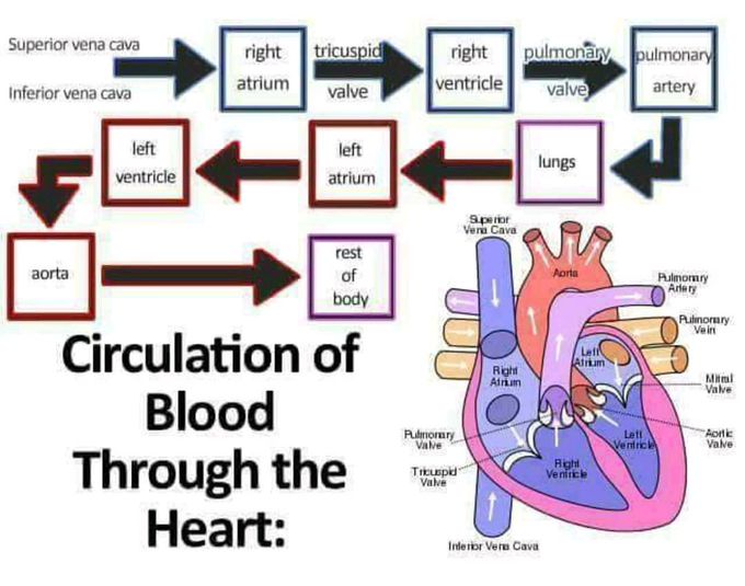 Blood circulation