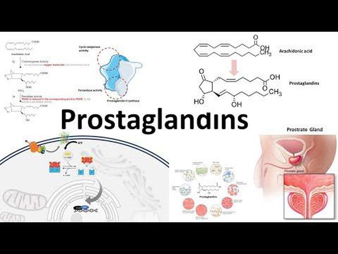 Introduction to Prostaglandins Synthesis and Functions