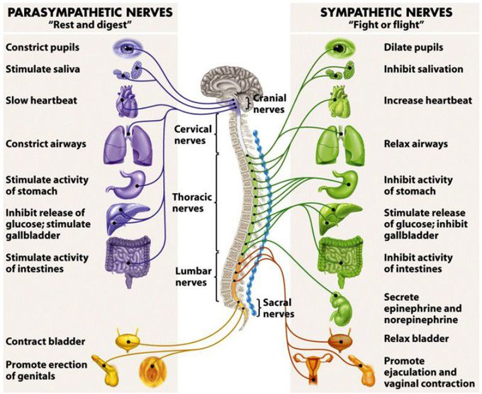 Work of autonomous nervous system