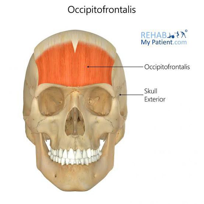 Occipito frontalis muscle