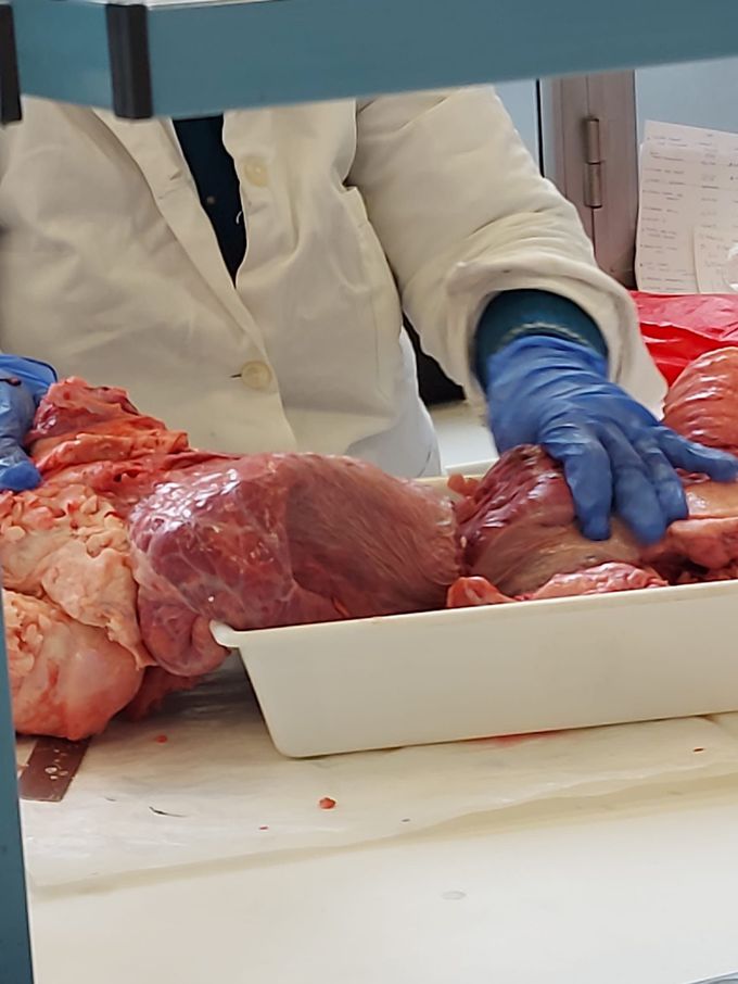 Dissection of lugs