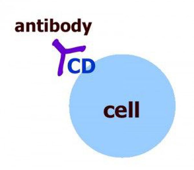 Functions of CD 1 to CD 10: