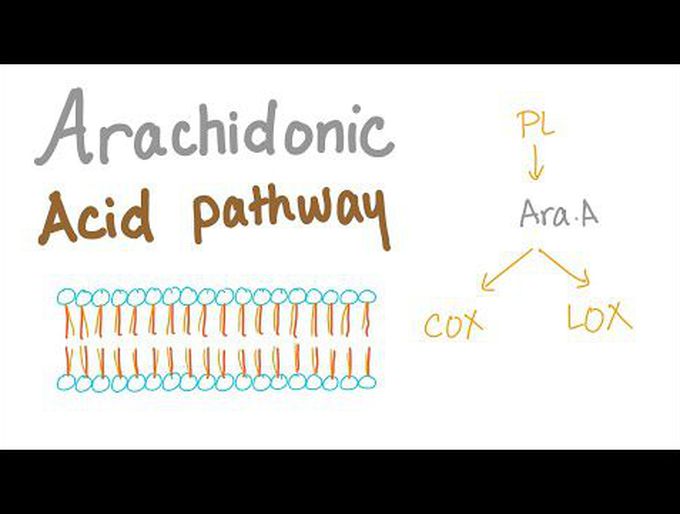 Arachidonic Acid Pathway...Best Explanation!