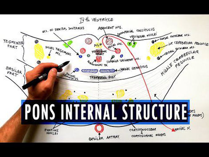 Quick Revision of Internal Structure of Pons