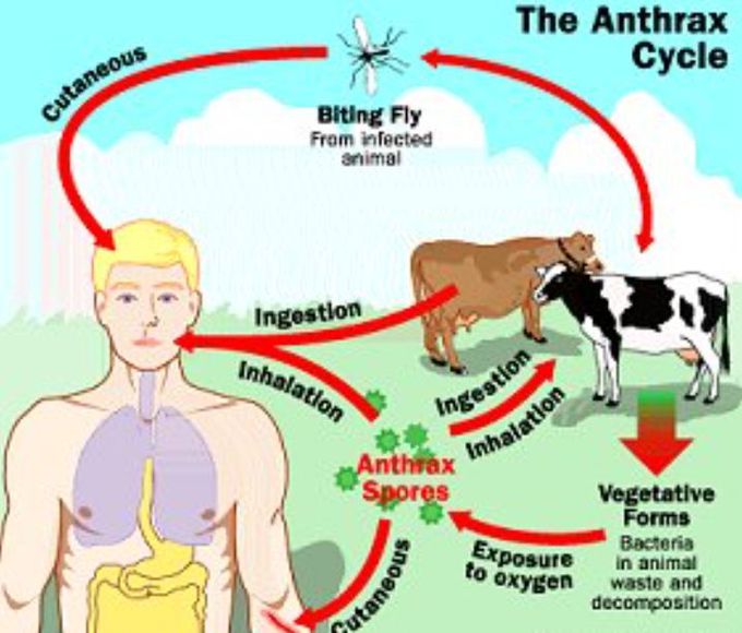 Anthrax MEDizzy   Aaf63157 B2f1 4955 B631 57b2f14955f1