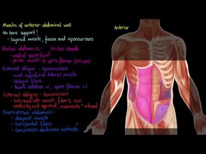 Muscles of Anterolateral Wall of the Abdomen