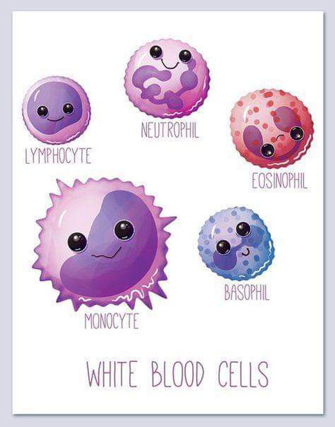 White blood cells