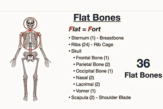 Flat Bones