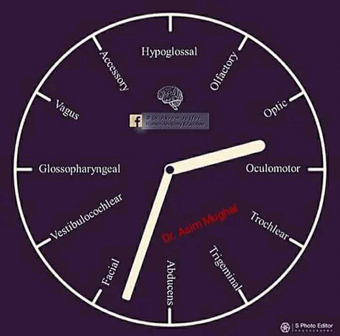 Cranial Nerves