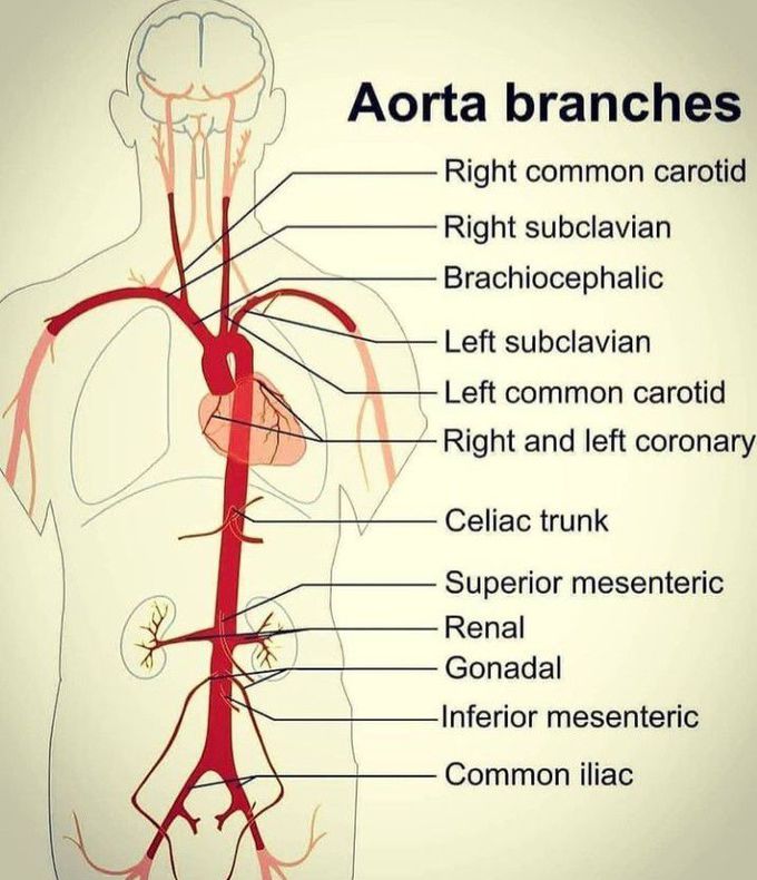 Branches of Aorta