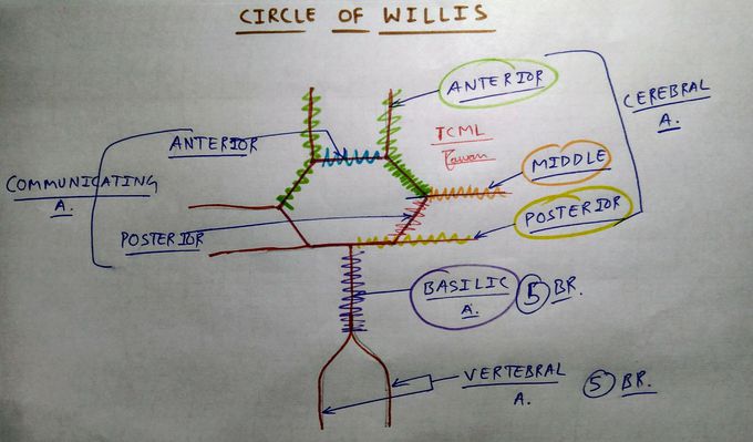 Circle of Willis - Brain Blood Supply