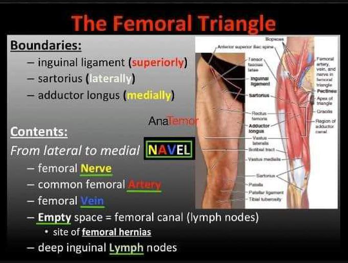 FEMORAL TRIANGLE