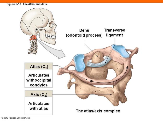 Atlas And Axis Articulation Medizzy 9567