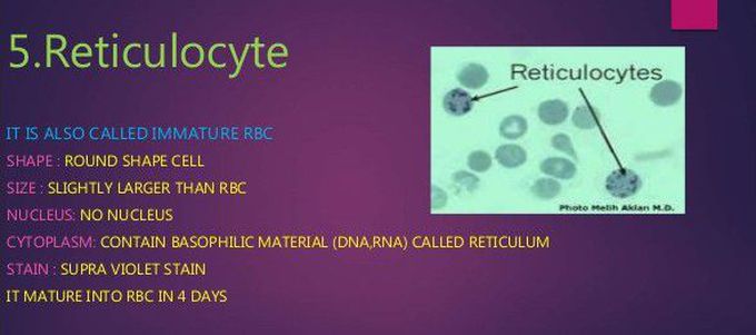Reticulocyte