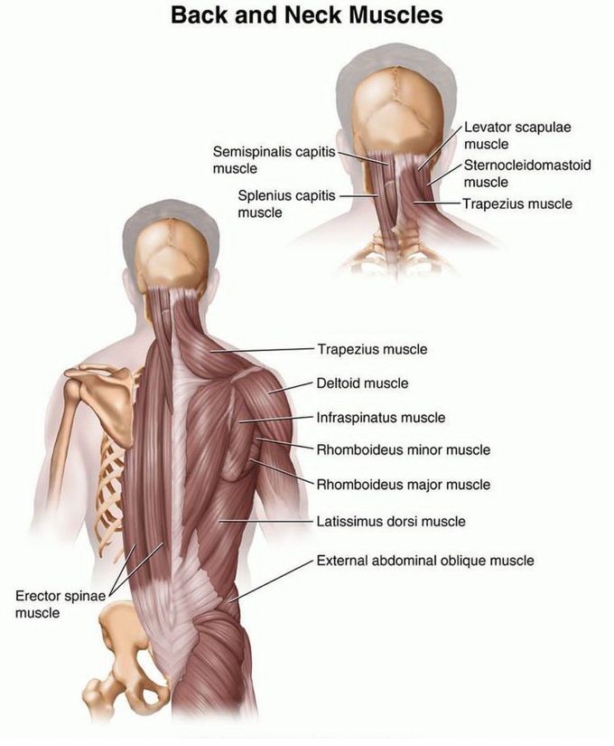 Back and Neck Muscles