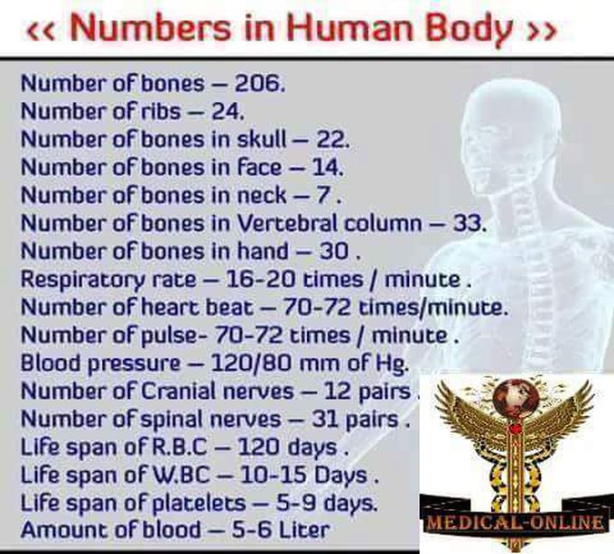 Numbers in human body