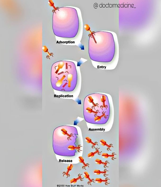 How Viruses Works!!