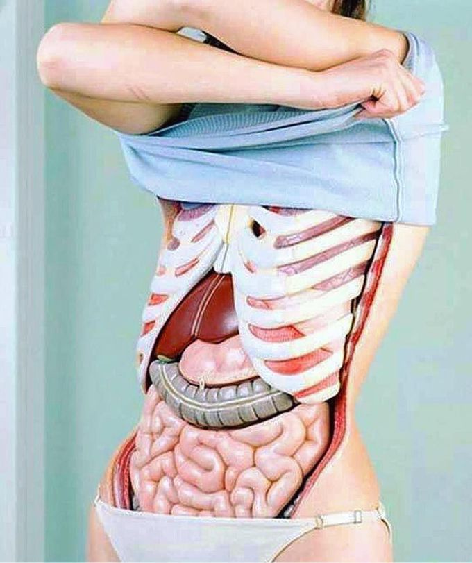 Anatomy lovers, where are you at?