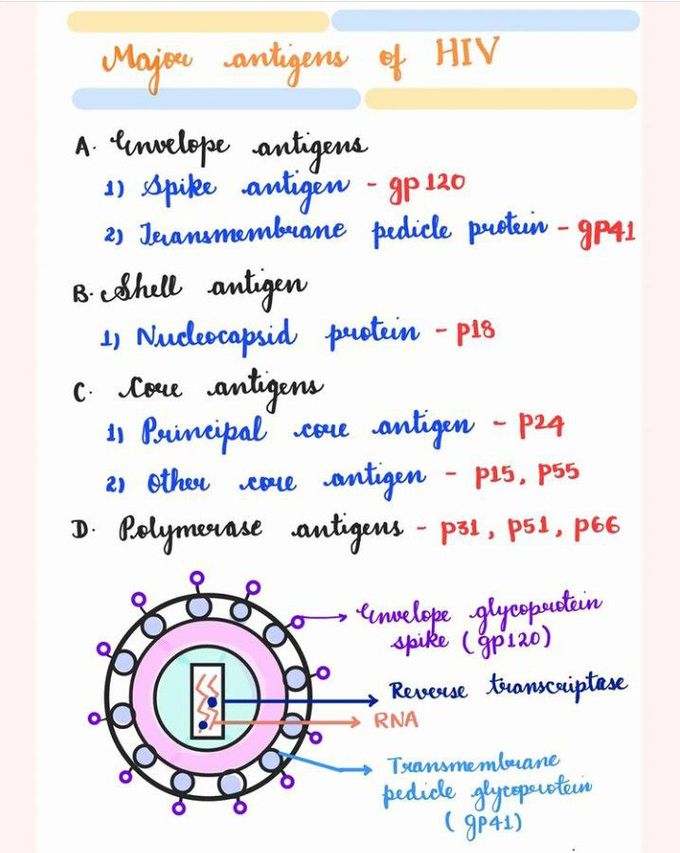 Major angtigens of HIV