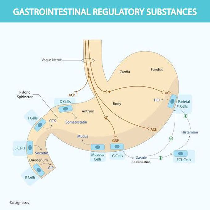 Gastrointestinal Regulatory Substances