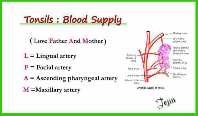 Blood Supply to Tonsils