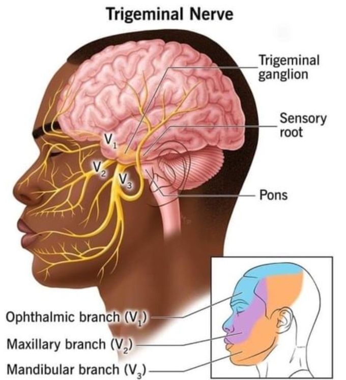 Trigeminal Nerve