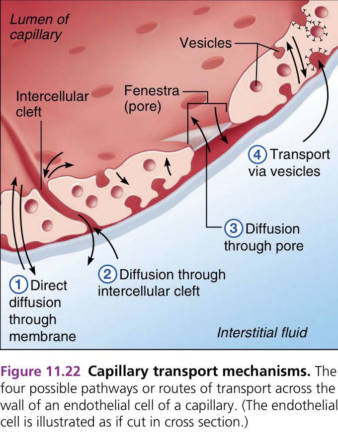 Capillary