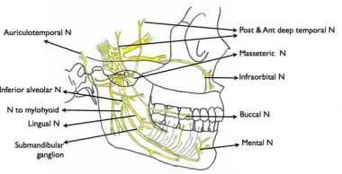 Mandibular nerve block