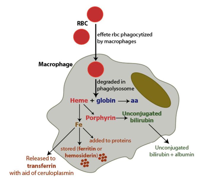 Guess the biochemistry