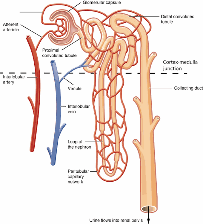 Nephron Anatomy