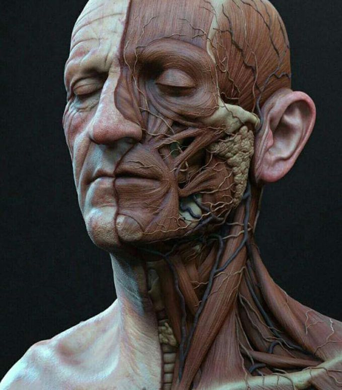 Anatomy of the face
