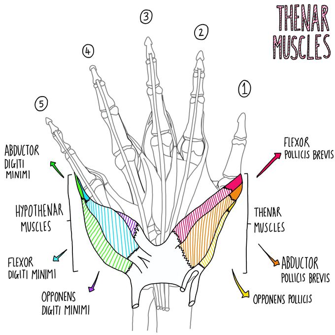 Thenar Muscles Medizzy