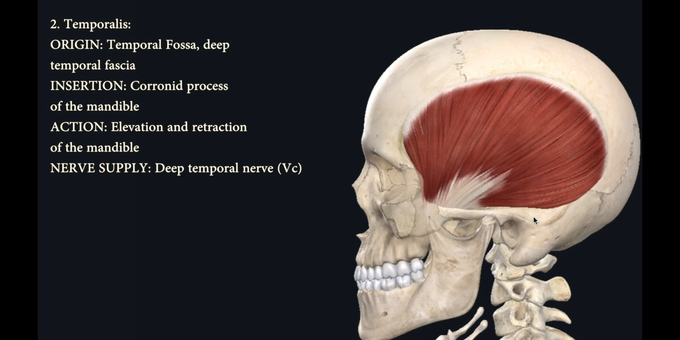 Temporalis Muscle