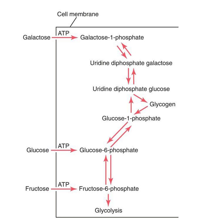 Monosaccharides conversion