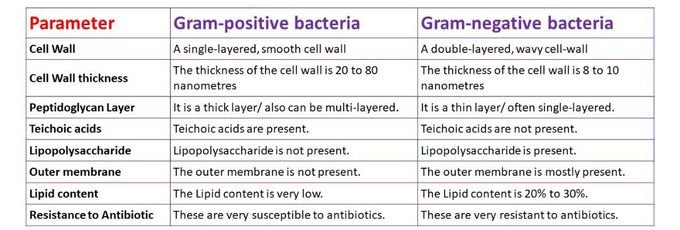 Difference Between Gram Positive And Gram Negative Bacteria Medizzy