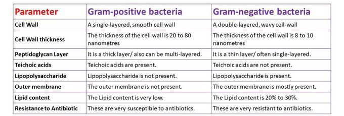 difference-between-gram-positive-and-gram-negative-bacteria-medizzy