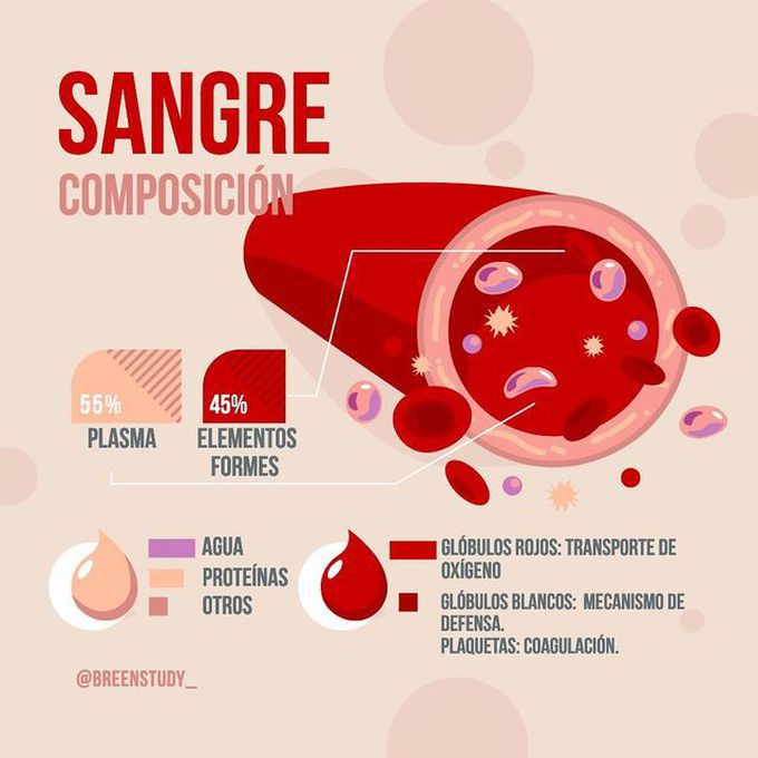 Composición de la sangre🩸