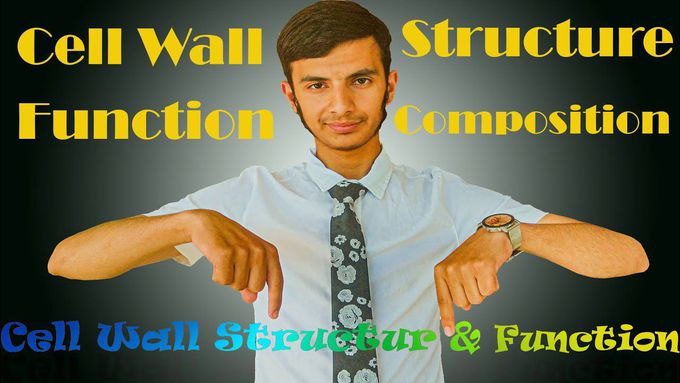 Cell Wall Structure & Function : ساختمان و وظیفه دیوار حجروی