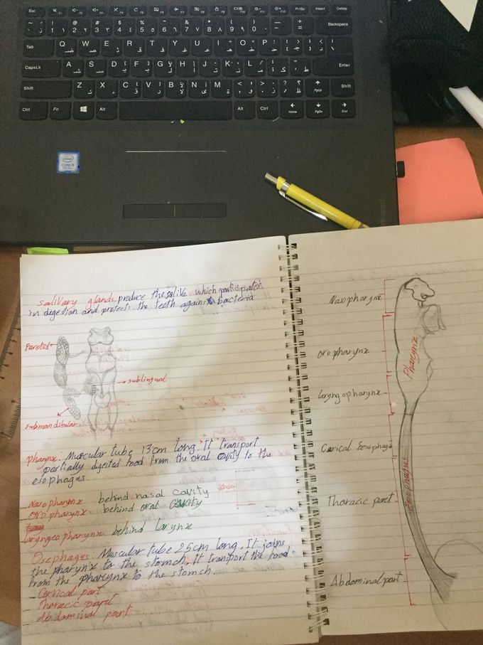 Anatomy