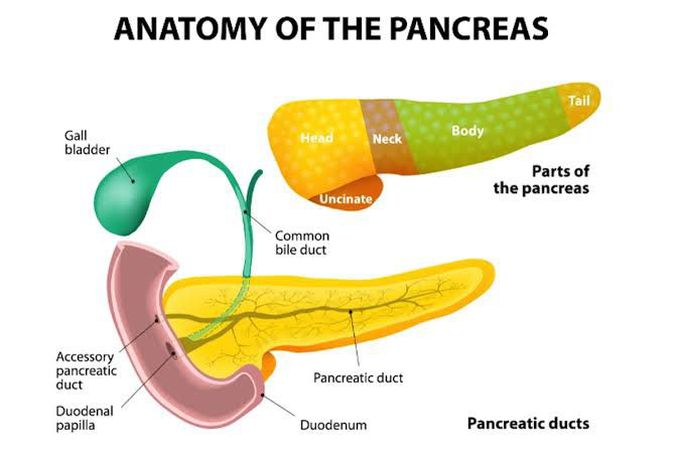 Anatomy of the Pancreas