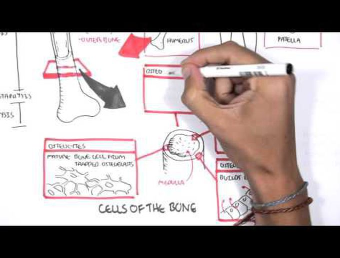 Skeletal System Overview