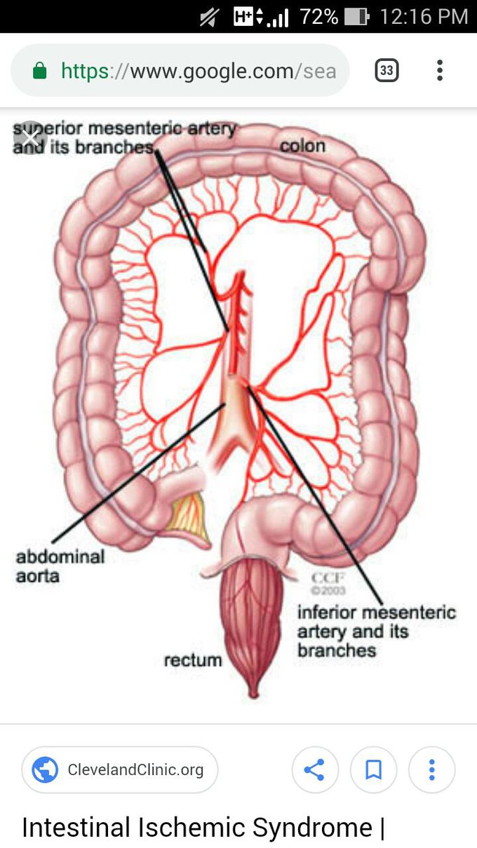 Mesentric artery