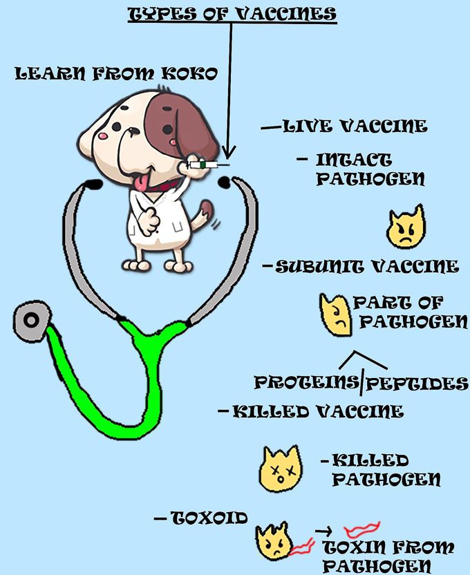 Learn from Koko, types of vaccines