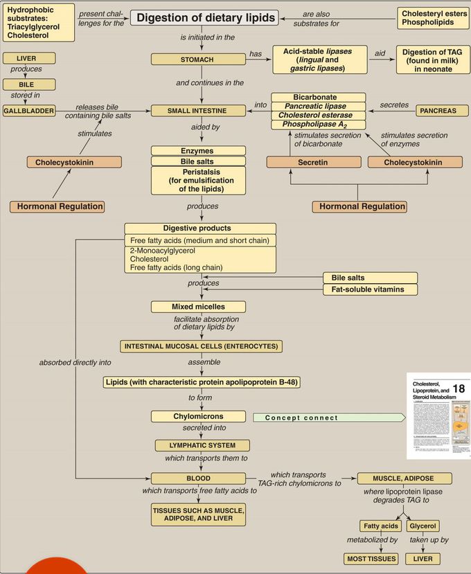 Digestion of dietary lipids
