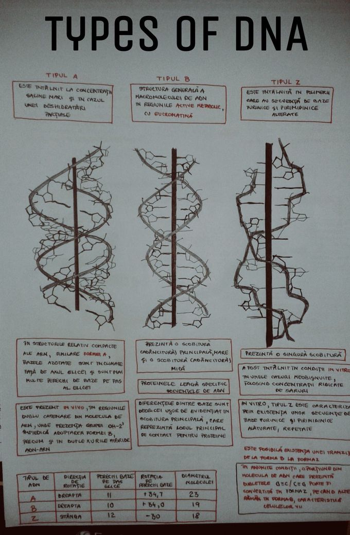 Types of DNA