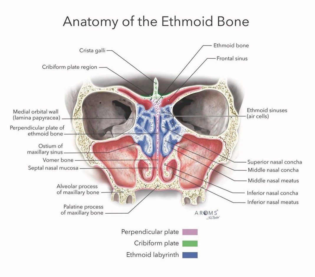 ethmoid bone diagram