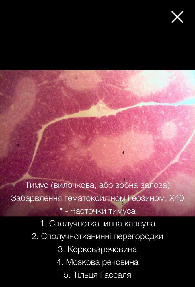 histology structure of Thymus